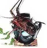 �ɐ��G�r�c���Ă�